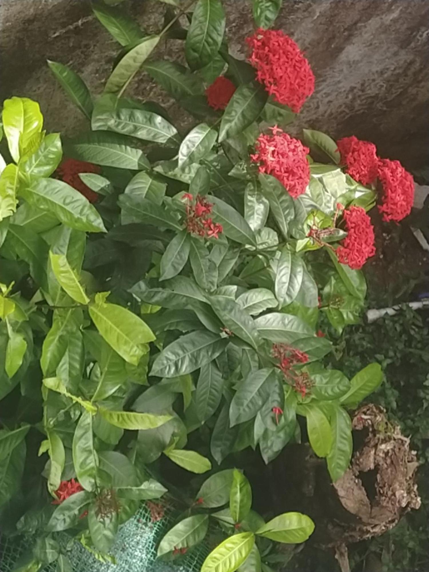 Alappuzha Paradise Inn Guest House מראה חיצוני תמונה
