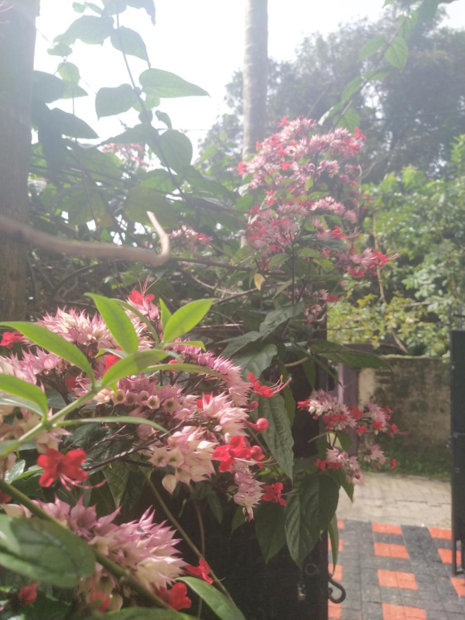 Alappuzha Paradise Inn Guest House מראה חיצוני תמונה